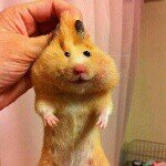 10296910_670121779725962_1765581114_a