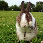 Profile_240016584_75sq_1350729462