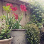 11085048_1411906365793585_1112757202_a