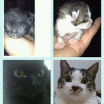 10296622_1375798569376320_1247595339_a