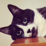 10881824_884539438245049_389852387_a