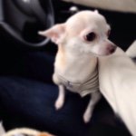 11084732_667114693400245_492790374_a