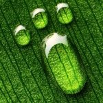 10513996_250799215108825_1144880227_a