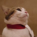 11024368_685517061559352_1035726608_a