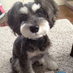 10802631_565533276913791_1231828750_a