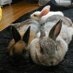 11376316_1612402492353856_268253413_a