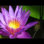 Profile_6401635_75sq_1365050444