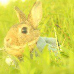 11333341_953358168048631_1974662087_a