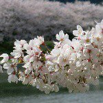 11296847_1439219336395316_1261521477_a