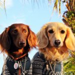 11024158_384625458377200_1265903054_a