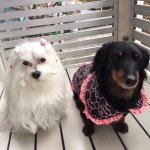 11283269_464751077014470_1657588400_a