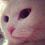 10723671_276925212506594_1750053761_a