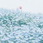 11326225_469062036590282_1802409151_a