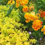 11296745_1452804041683424_610003930_a