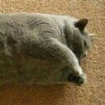 Profile_40545540_75sq_1334480123