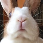 11385227_743016325809408_1044685236_a