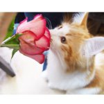 11325141_860225914045966_837464006_a