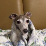 11189113_490881347745502_1375535291_a