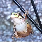 11189282_1396220087369982_970929281_a