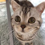 11005234_647208365407639_768435350_a