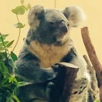 11410459_855770744477088_760899448_a