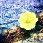 10808824_599779890144886_1342001325_a