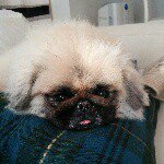 10903380_418234021667450_1090453438_a