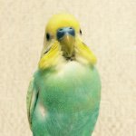 11352886_1458262087801768_1247676306_a