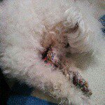 11085041_1613020948916130_579877398_a