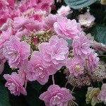 11312011_868315073240712_332227536_a