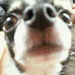 11230290_1426522167656034_1998887284_a