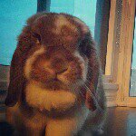 1209531_1473733112868207_300130483_a