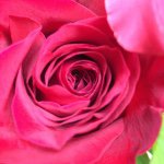 11055611_910884702307439_1137087942_a