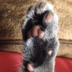 11356432_1117299144963337_791163423_a