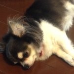 10598574_1466334320285172_1989952378_a