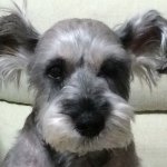 10964000_1615138368705022_834988811_a