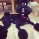 11417398_366649246876431_1098341469_a