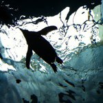 Profile_8739286_75sq_1329404499