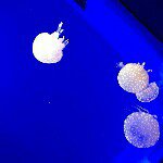 1168753_700801916673508_878191525_a