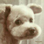 11116818_434613516714290_2109076164_a