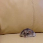 11313211_846610602055049_927910241_a