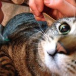 10919633_436031696552345_1026635212_a