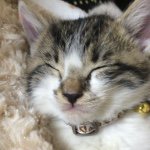 10852560_771102272970751_426678669_a