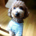 11410477_845587888853628_1257445799_a