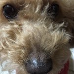 10860189_683101038468179_1603606369_a