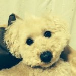 10369437_515839081871461_1916923120_a