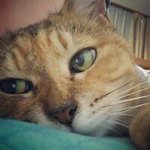 925299_1479648328973628_411375606_a