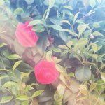 11376287_1612694615613908_29616625_a