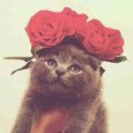 11311301_108987239436021_74980828_a