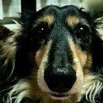 11427303_786173804830139_494796036_a